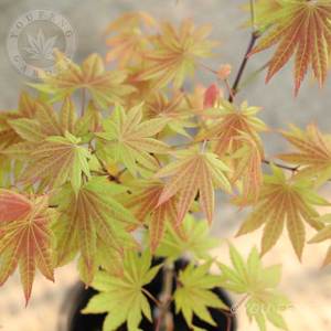 秋月白泽槭庭院日本红枫团扇满月观彩叶四季好养室外易活盆栽有枫