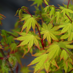 夏金中型橙黄叶系日本枫树四季观叶好养庭院地栽室内阳台盆栽有枫