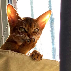 纯种阿比西尼亚猫蓝红阿比活体古埃及法老猫索马里宠物幼猫活体猫