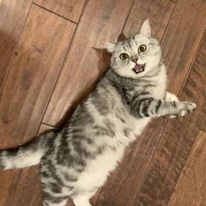 美国银虎斑猫纯种