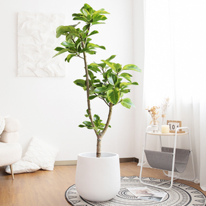 花叶橡皮树盆栽青叶富贵榕办公室北欧客厅植物黄金榕室内大型绿植