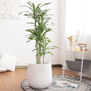 巴西美人盆栽巴西铁室内大型绿植客厅植物办公室花卉落地大棵盆景