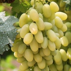 白马奶葡萄宣化牛奶葡萄新鲜当季水果超甜青提子整箱顺丰空运包邮