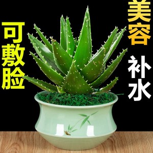美容补水植物芦荟盆栽敷脸可食用室内客厅桌面办公室绿植四季常青