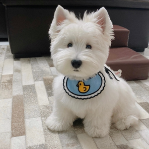 西高地白梗幼犬