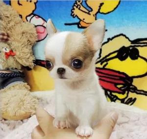 宠物狗狗吉娃娃活物