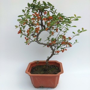 冬红果盆景树桩老桩