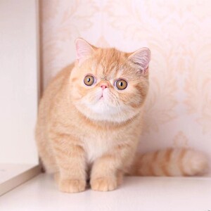 加菲猫宠物猫黄白