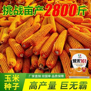 【挑战亩产2800斤】双国审高产玉米巨无霸春夏播抗倒耐热包谷种子
