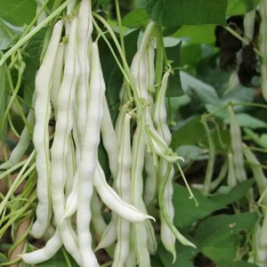 豆角种籽大全高产长豇豆四季豆种子白不老芸豆春季种植蔬菜籽种孑