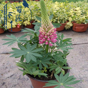 四季鲁冰花羽扁豆羽扇豆盆栽植物花卉庭院阳台花苗景观绿化带耐寒