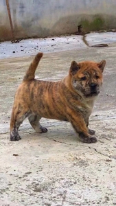 中华田园犬柴犬