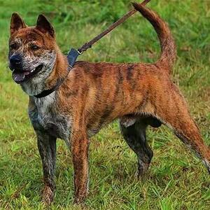 广西土猎犬田园