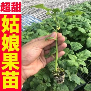 程清竺淘宝东北姑娘果种灯笼果种子红甜黄姑娘春四季盆栽蔬菜种籽