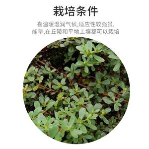 老百姓种子野菜种用子野生食新马齿笕种子保阳健野齿菜长寿菜马苋