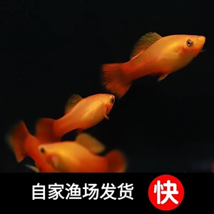 牡丹鱼高鳍月光红金牡丹蓝牡丹三色小型热带淡水观赏招财胎生练手