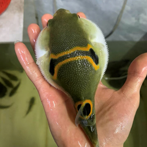 河豚观赏鱼弓斑马潜水艇狗头活体宠物鱼淡水好养迷你小河豚苗生气