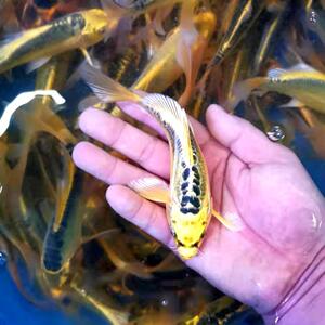 龙凤锦鲤活鱼观赏鱼苗饲料白金古黄金黑金色龙凤锦鲤纯种三色德系