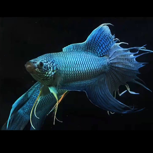 中国斗鱼无纹蓝/帝王蓝/蓝暴君沙蟒不需要打氧耐活好养观赏鱼淡水