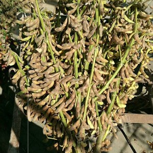 霸王鞭 超高产千斤大豆种子 农户大田种植高产高蛋白黄豆种子