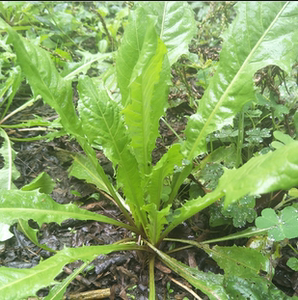 蒲公英新鲜5斤现挖 山野菜纯野生菜苦菜婆婆丁花东北蘸酱菜嫩叶草