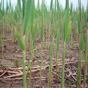 【热卖】粽子叶芦苇苗水生植物净化污水水质池塘绿化岸边造景花卉