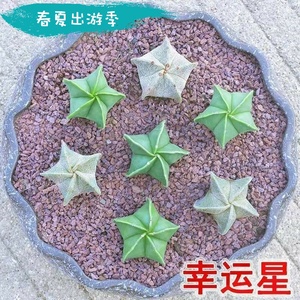 抖音爆款幸运星热卖鸾凤玉星兜五角多肉植物组合绿植花卉盆仙人球