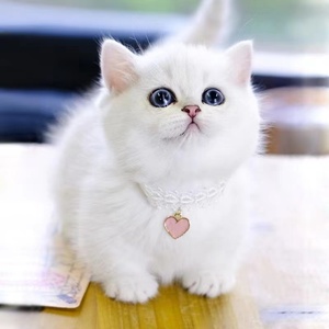 纯种银渐层猫 银白色银点渐层幼猫活体 英国短毛猫折耳猫宠物幼猫