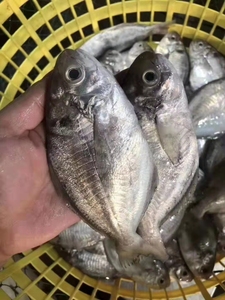 潮汕海捕新鲜活海鲜大肉鱼南鲳鱼肉鲫鱼玉昌鱼仓鱼一斤3-5条海鱼