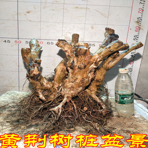 精品黄荆老桩植物绿植树桩盆景老桩花卉盆栽室内阳台包邮