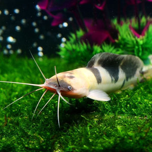 小丑武士鱼牛奶猫黑白猫活体观赏鱼热带鱼招财猫狗仔鲸鲶鱼奶牛猫