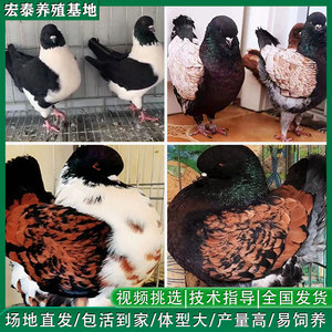 观赏鸽子活物一对三色摩登那黑熊猫种鸽美系铜背反色摩登鸽子活体