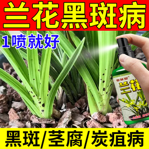 兰花黑斑病专用药兰草肥料根腐病烂根软腐病炭疽病消毒兰花杀菌剂