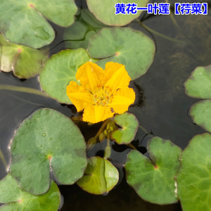 黄花一叶莲荇菜花卉盆栽植物浮萍水草鱼龟虾缸铜钱草睡莲碗莲绿植