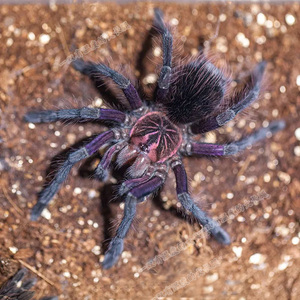 大蜘蛛宠物美洲钢铁蓝足展3-9厘米活物捕鸟蛛pam大型昆虫活体地栖