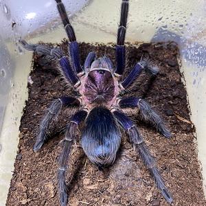 000人付款淘宝蓝紫海地蜘蛛标本tb949337490598.