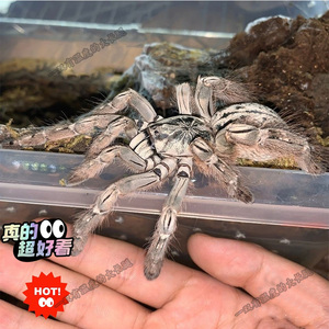 大蜘蛛活物树栖宠物多哥星团巴布捕鸟蛛足展3-14厘米昆虫活大型白