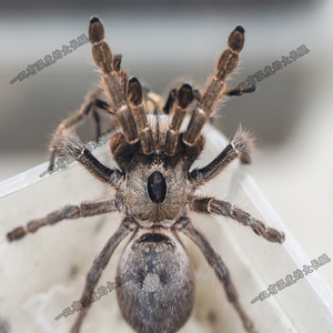 巨型宠物蜘蛛纯种巨人角巴布捕鸟蛛足展2-6厘米凶猛昆虫活体收藏