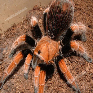 新手入门宠物蜘蛛活物大蜘蛛宠物墨西哥血脚aph血脚蜘蛛可上手玩