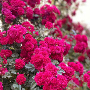 360花卉绿植盆景红罗莎莉月季爬藤植物庭院攀援垂吊花卉