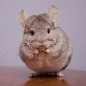 龙猫活物送笼子活体幼崽送笼活公仔卷毛带笼北京已打疫苗宠物长毛