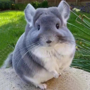 龙猫活物送笼子活体幼崽送笼活公仔宠物北京已打疫苗卷毛长毛带笼