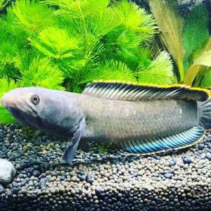 彩虹雷龙鱼幼苗酒红幻蓝红月观赏鱼淡水大型凶猛肉食好养活宠物鱼