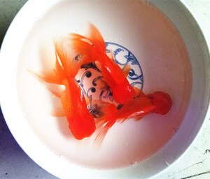 狮子头金鱼淡水观赏鱼金鱼狮子头纯种活体红狮鱼苗五花狮子冷水鱼