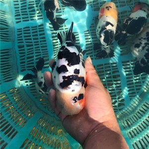 【五花兰寿鱼】五花兰寿鱼品牌,价格 - 阿里巴巴