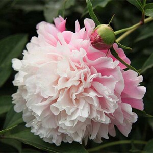 重瓣芍药牡丹鲜切花鲜花芍药鲜花水养花卉大花插花观赏客厅卧室办