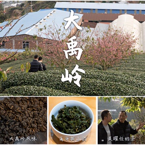 【吴曜任的茶】 大禹岭风味高冷茶 台式乌龙茶来自小阿里山永福镇