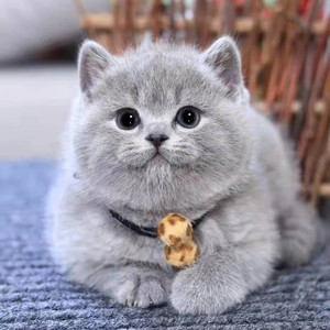 爱心领养英短金银渐层幼猫纯种英国短毛猫幼崽蓝猫银点宠物猫活体