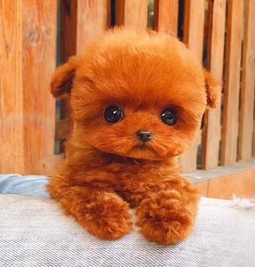 无偿领养纯种茶杯泰迪幼犬长不大宠物狗活体活物贵宾犬泰迪小型犬