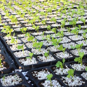 加厚育菜盘穴盘多肉育苗种植b盘育苗苗芽苗盘菜芽盘育苗穴盘